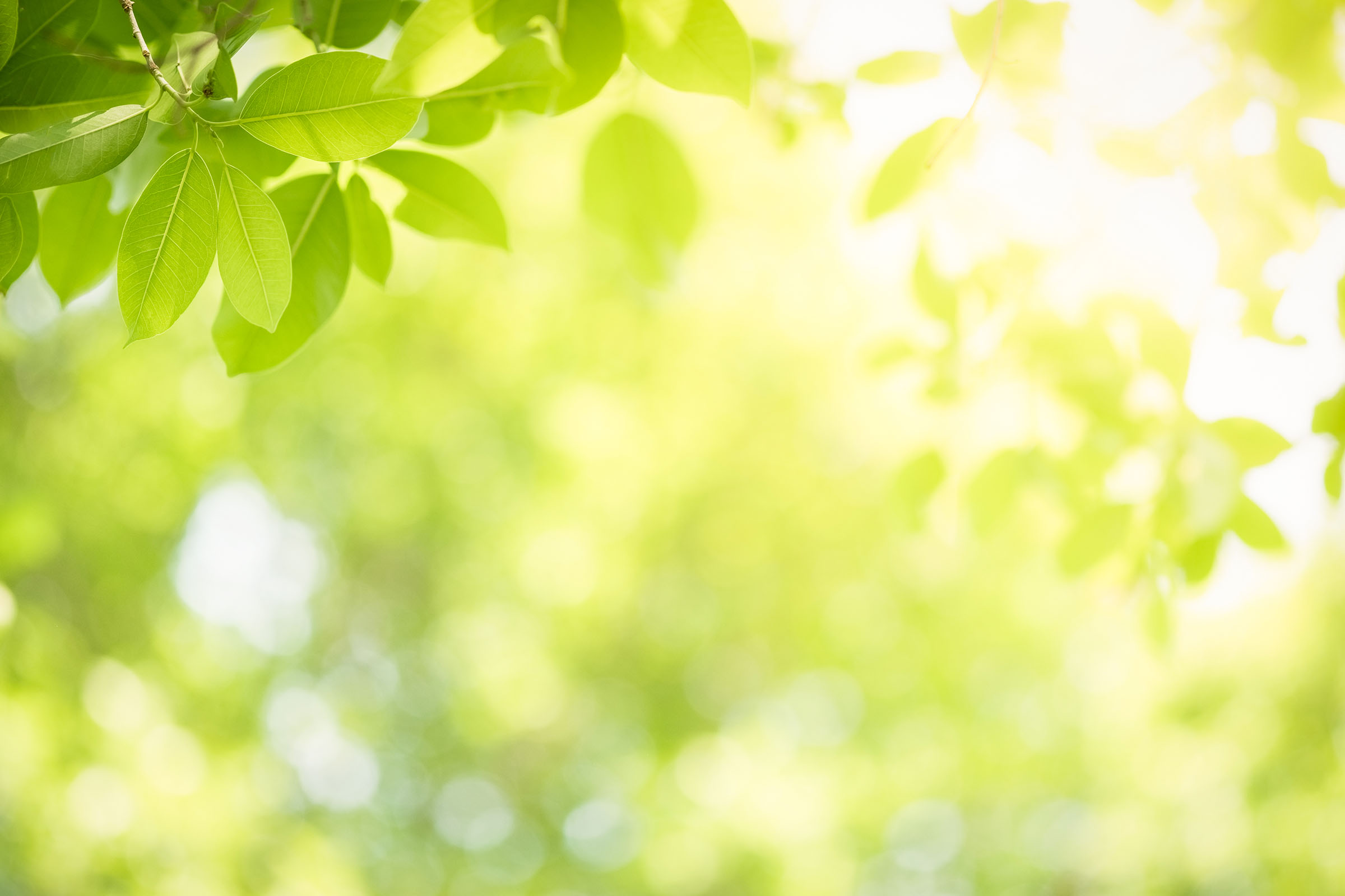 Beautiful nature view of green leaf on blurred greenery backgrou